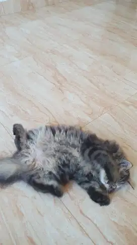 Anakan Kucing Persia Kitten Longhair