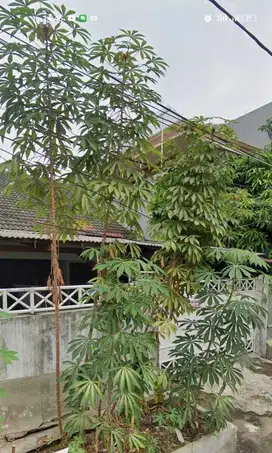 DIJUAL RUMAH TUA HITUNG TANAH SUNTER DANAU AGUNG 12X25 HANYA 23 JT/M