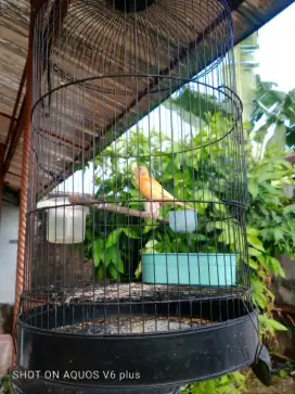 Kenari merlok jantan riwikan 3 bulanan