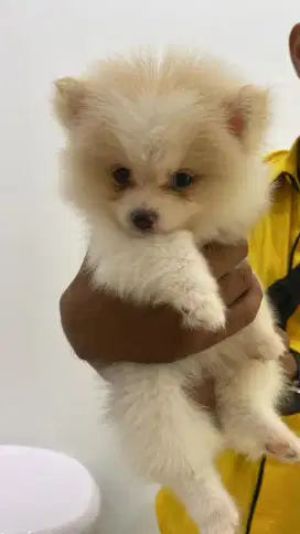 Minipom jantan stb vakain