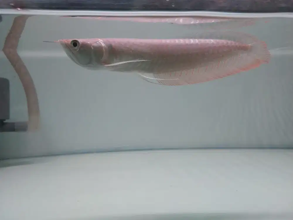 ikan arwana Silver red
