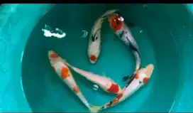Dijual Ikan koi size-+20-23cm