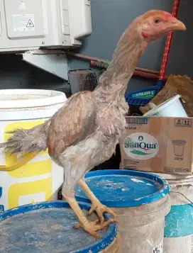 Ayam Bangkok Gen Shamo