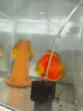 Jual discus pair
