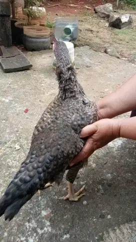 Di jual 2 ekor ayam betina
