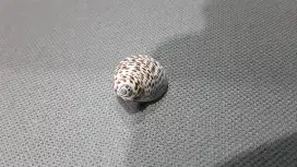 Kerang hidup motif langka (BARU)