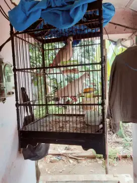 Burung puter putih Alam dan puter ternakan pakai Ring