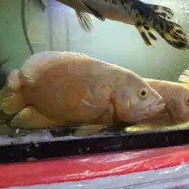 Koleksi Aquarium Oscar Predator Jumbo 28cm