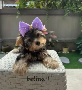 Dijual Anakan Yorkshire Terrier