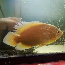 Koleksi Ikan Hias Predator Oscar Lemon 15 cm