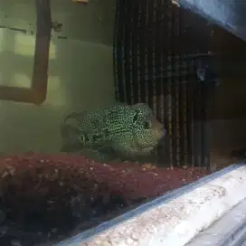 Koleksi Ikan Hias louhan Chencu Jumbo