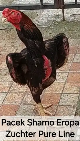 Sepasang Anak Ayam Shamo Line Zuchter
