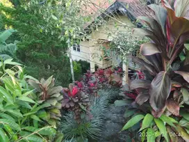 Dijual Villa dan Tanah kebun di kaki gunung salak  Cijeruk Bogor