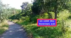 Jual tanah kebun murah nanggung lewiliang bgr barat