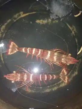 Indukan Udang Windu Betina Dan Jantan 1 Pasang