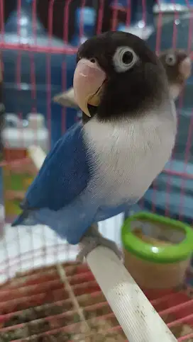 Sepasang indukan lovebird
