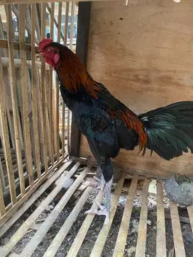 Ayam bangkok jago 2ekor