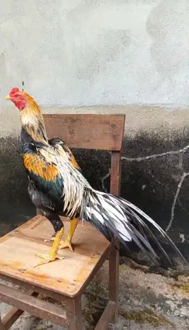 Ayam siam murni LHK dokmak