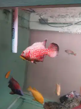 Ikan oscar nemo albino tiger - ikan oscar - ikan chiclid oscar medium