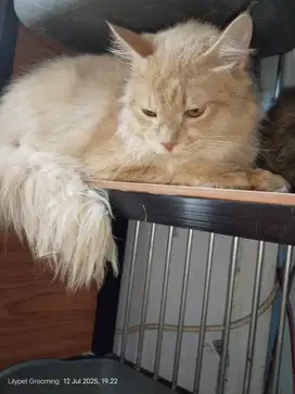 Mainecoon cream jantan 1 tahun