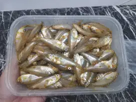 IKAN WADER MARINASI
