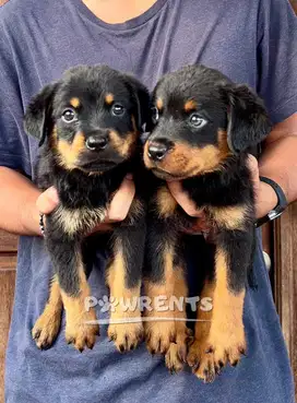 Rottweiler puppy