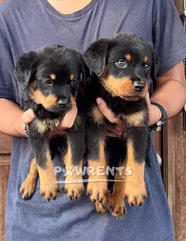 Rottweiler Puppy