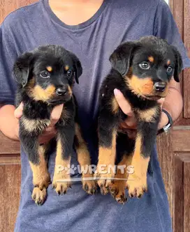 Rottweiler Puppy