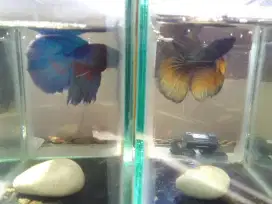 Ikan Hias Cupang Beta Fish