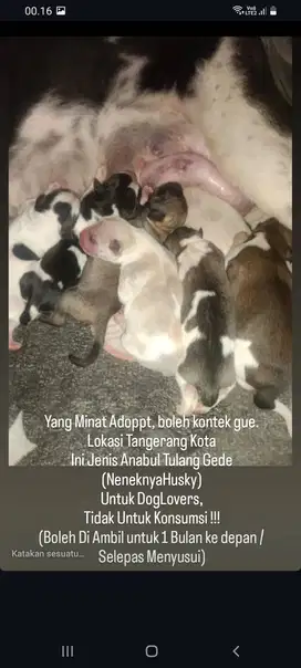 Anak Anjing Keturunan Husky
