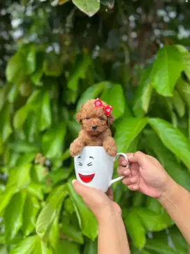 Poodle female tiny /tea cup