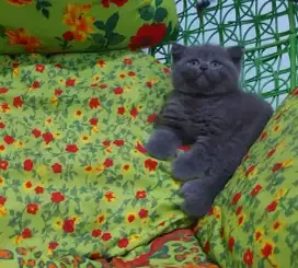BSH Blue Solid Female NP
