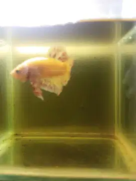 cupang yellow vandas