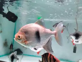 Ikan hias wide bar