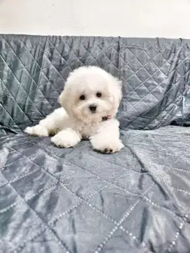 Bichon Frise Betina