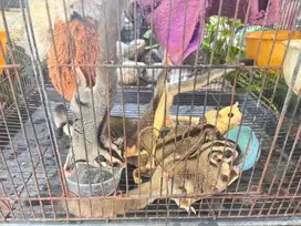 Sugar Glider dengan beberapa jenis