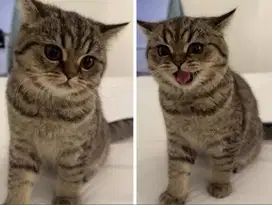 Kucing kitten British Shorthair Goldenn Super gembul