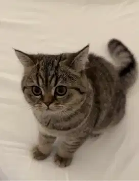 Kucing kitten British Golden Tabby Male super gembul