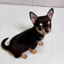 DIJUAL ANJING CHIHUAHUA