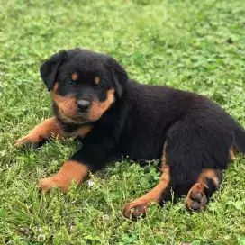 DIJUAL ANJING ROTTWEILER