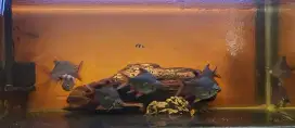 ikan kaviat ikan pembersih dan kayu aquascape