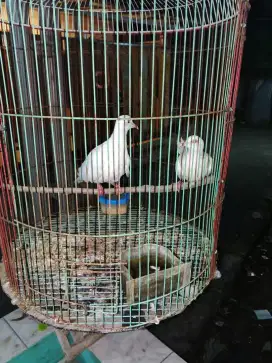 Sepasang derkuku putih siap ternak