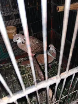 Dijual burung nya saja sepasang derkuku blorok siap ternak