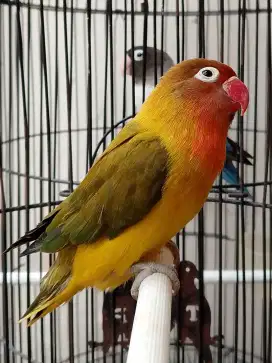 Burung lovebird betina cantik olive