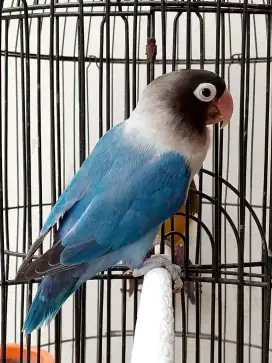 Burung lovebird jantan ganteng mangsi Perso