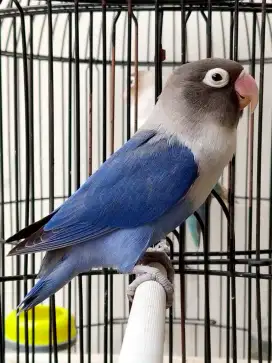 Burung lovebird betina cantikkk josss