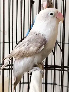 Burung lovebird jantan ganteng mokacino