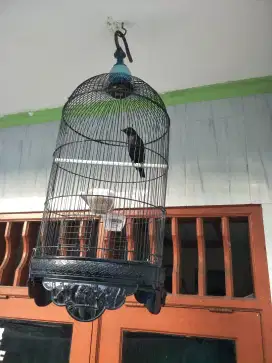 Jual cicak keliling gacor fulset