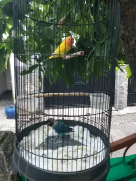 Jual lovebird sepasang fulset