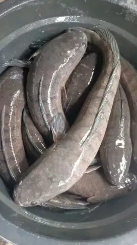 Tersedia ikan gabus COD